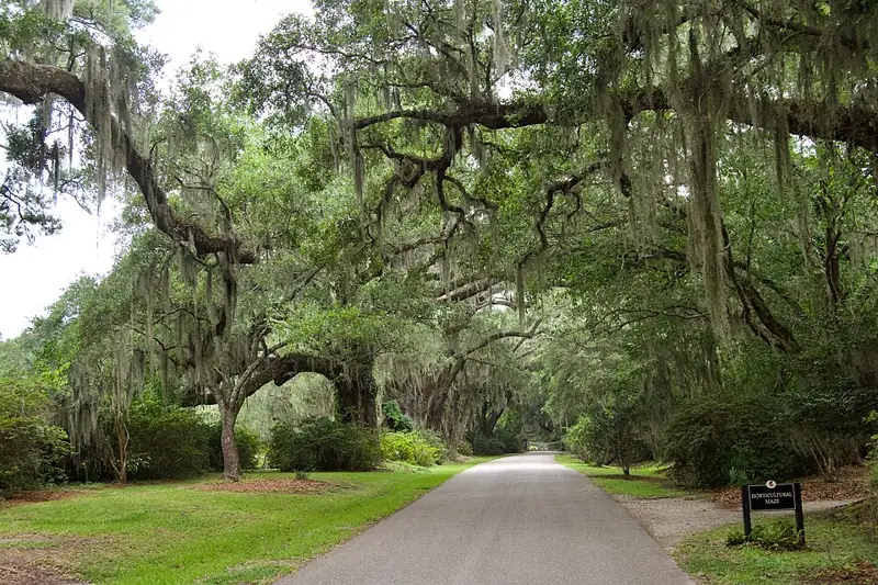 Magnolia Plantation and Gardens (Charleston, South Carolina)