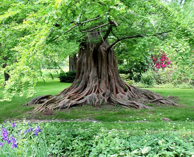 Bailey Arboretum