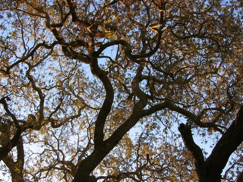 Conejo Valley Botanical Garden