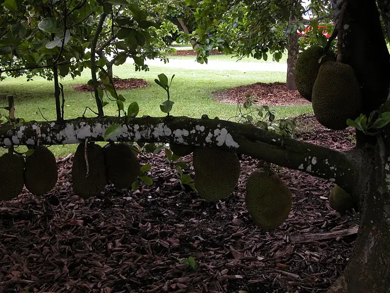 Fruit and Spice Park