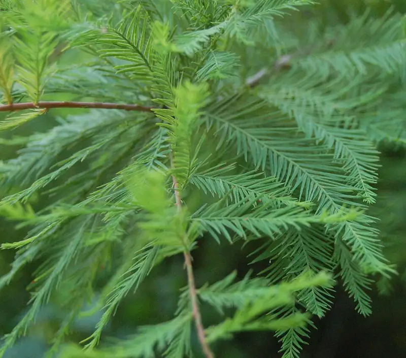Hatcher Garden and Woodland Preserve