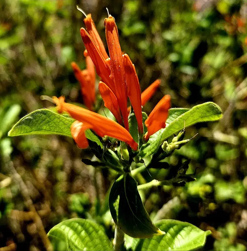 The Gardens at the Las Vegas Springs Preserve