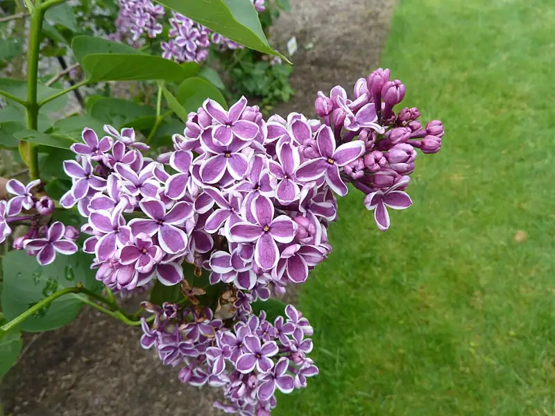 Hulda Klager Lilac Gardens
