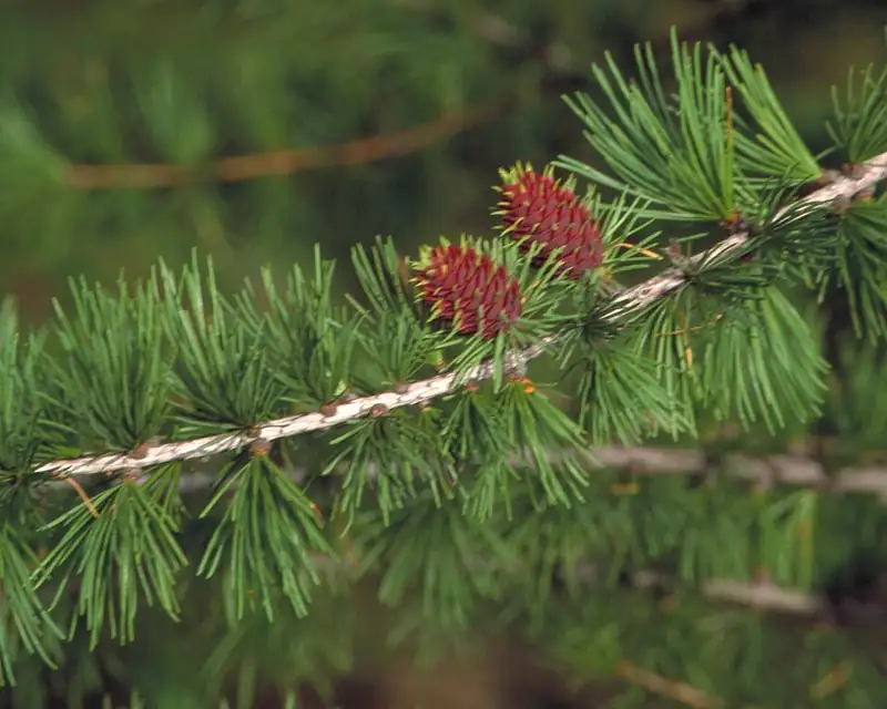 International Larix Arboretum
