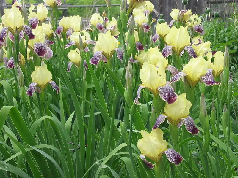 Inniswood Botanical Garden and Nature Preserve