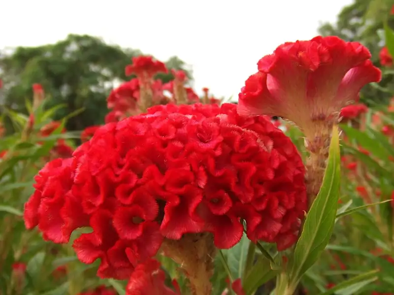 Leaming's Run Gardens