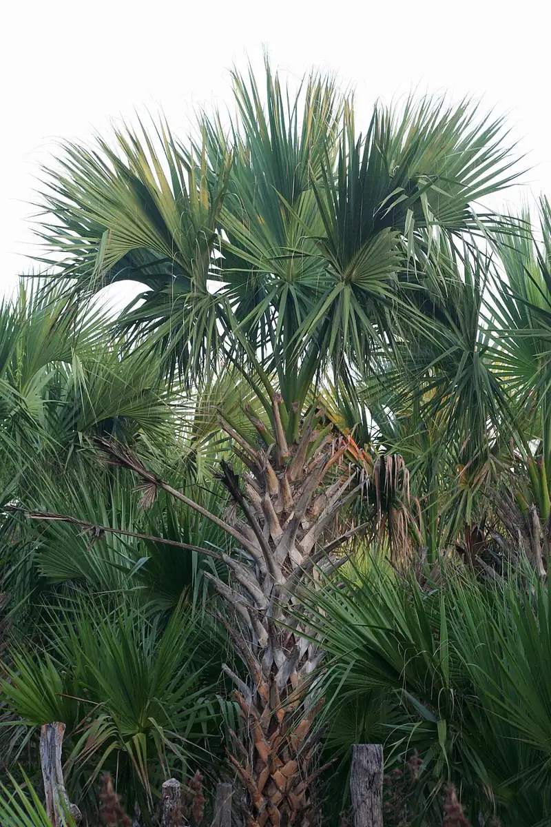 McAllen Botanical Gardens