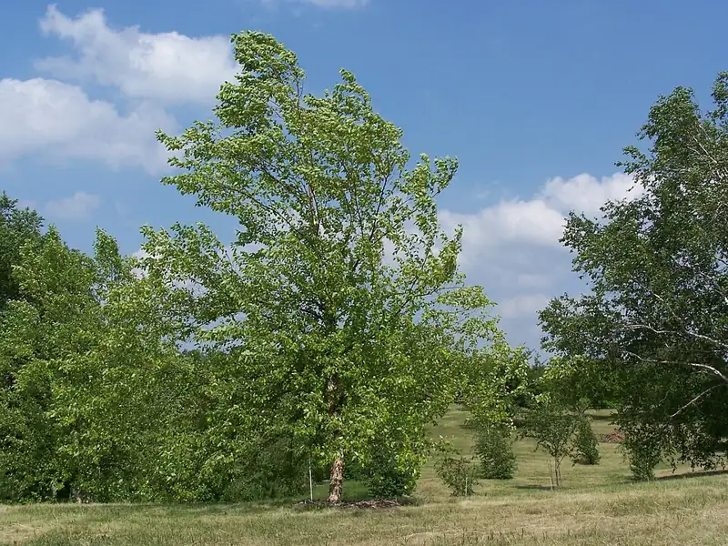 University of Minnesota Landscape Arboretum