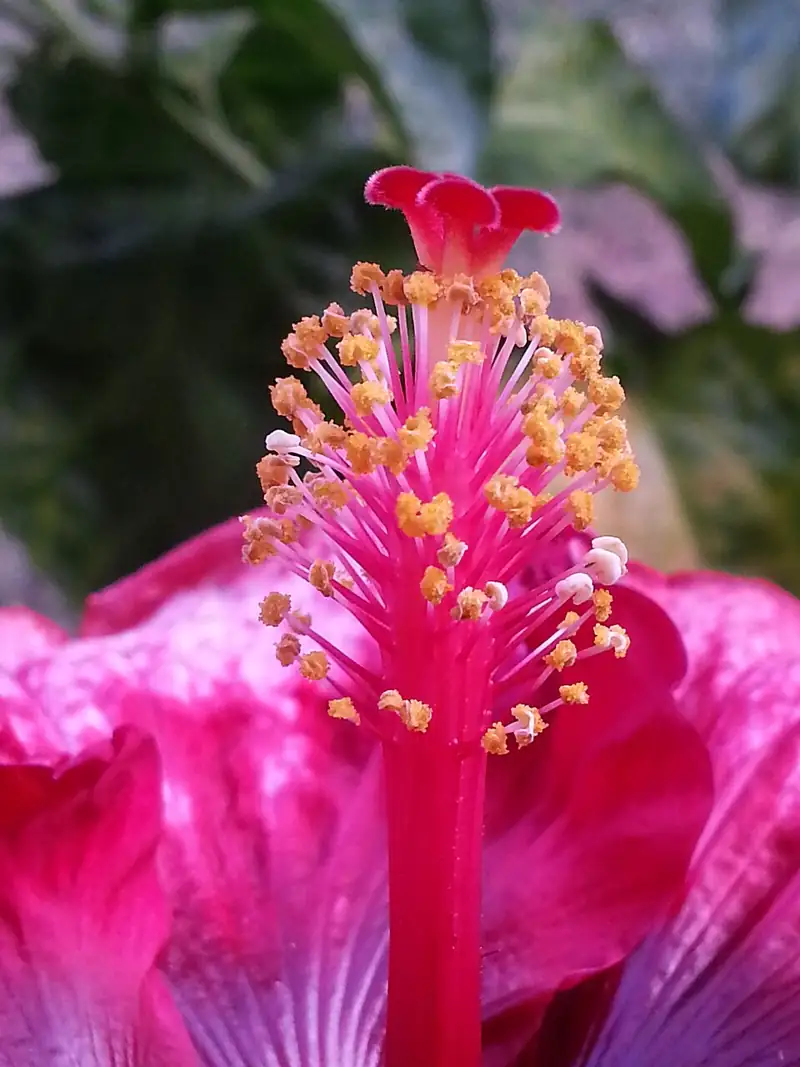 Pua Mau Place Arboretum and Botanical Garden
