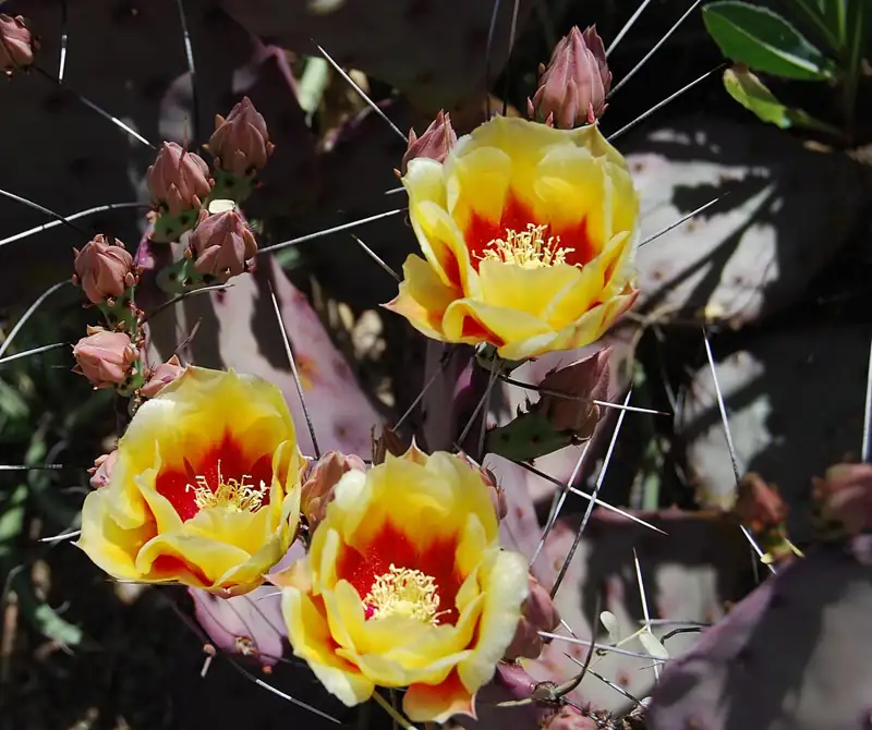 Tucson Botanical Gardens