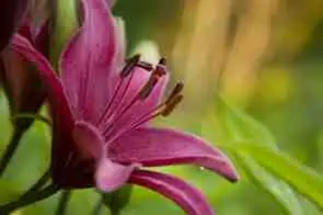 New Brunswick Botanical Garden
