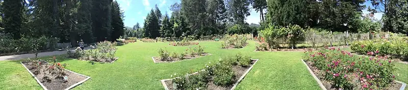 Golden Gate Park Rose Garden