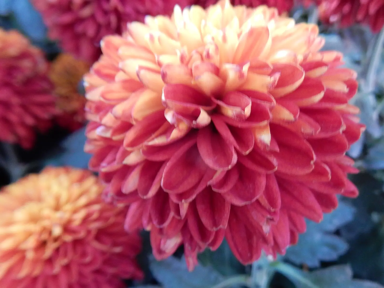 Chrysanthemum 'Piranga' at Longwood Gardens